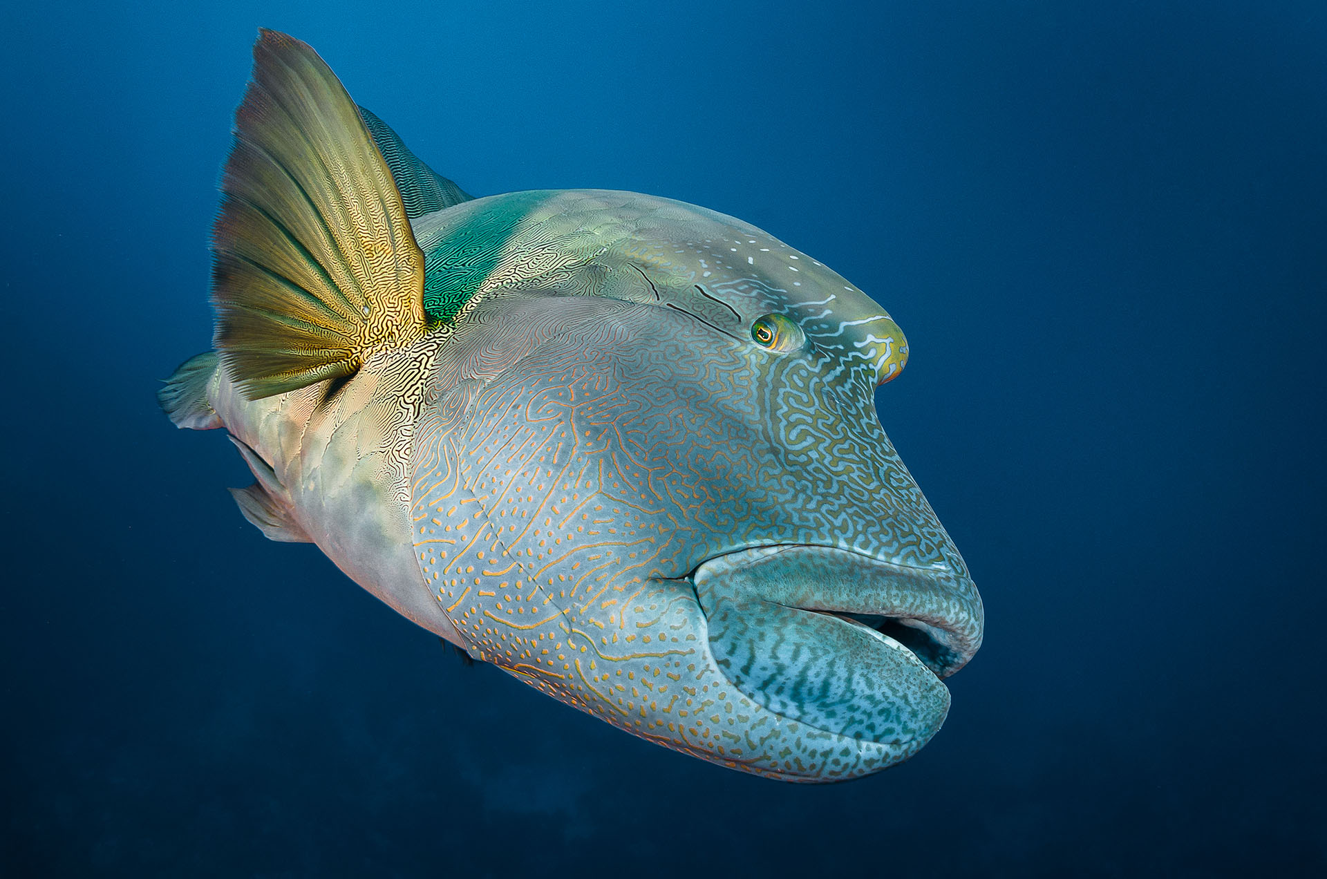Le napoléon, fragile empereur des mers